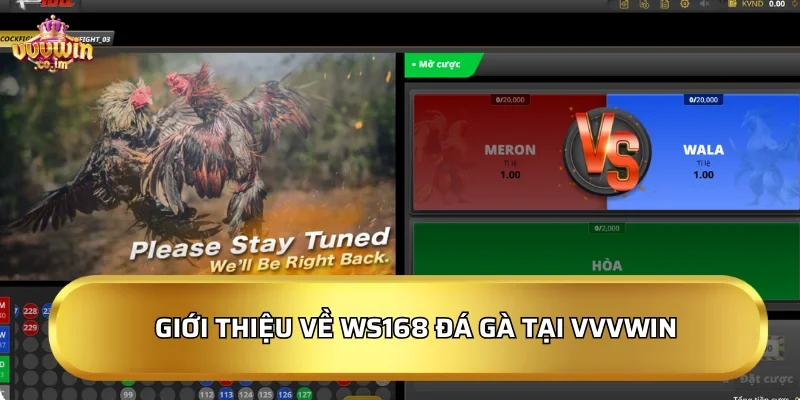 Giới thiệu về WS168 Đá Gà tại VVVWin